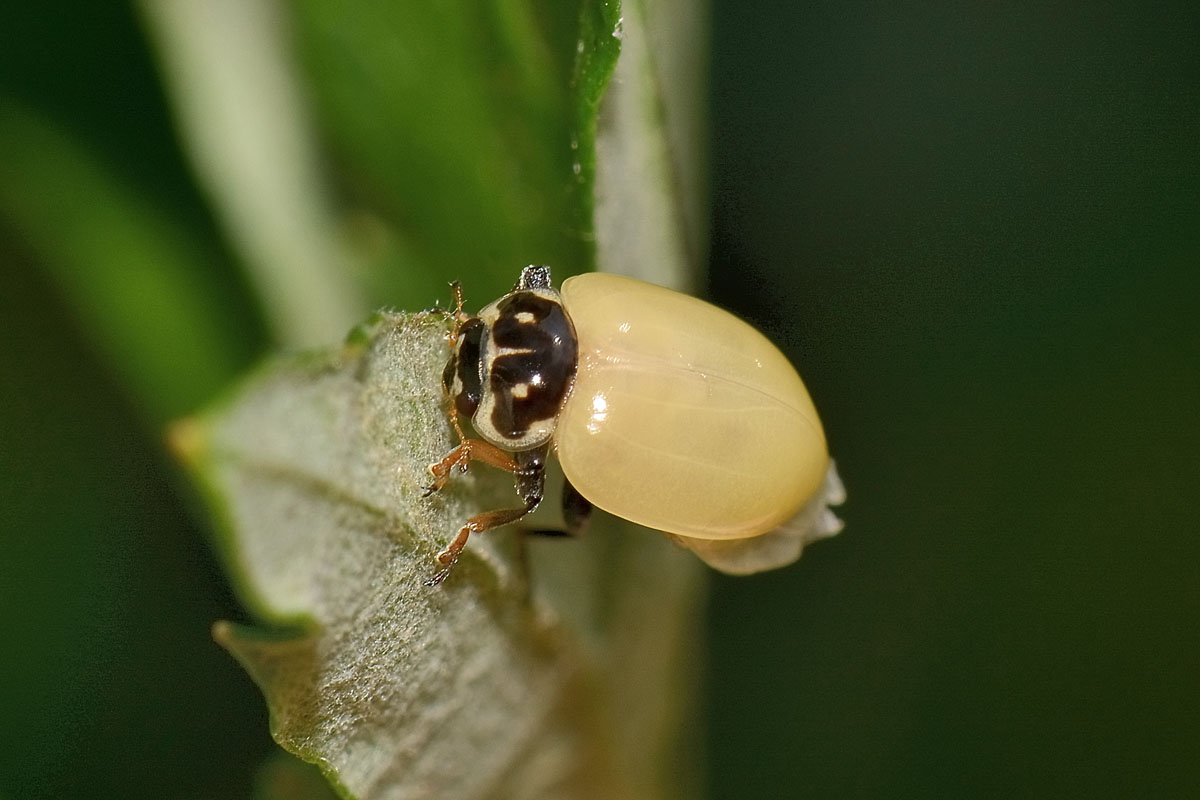 Metamorfosi di Hippodamia variegata, Coccinellidae